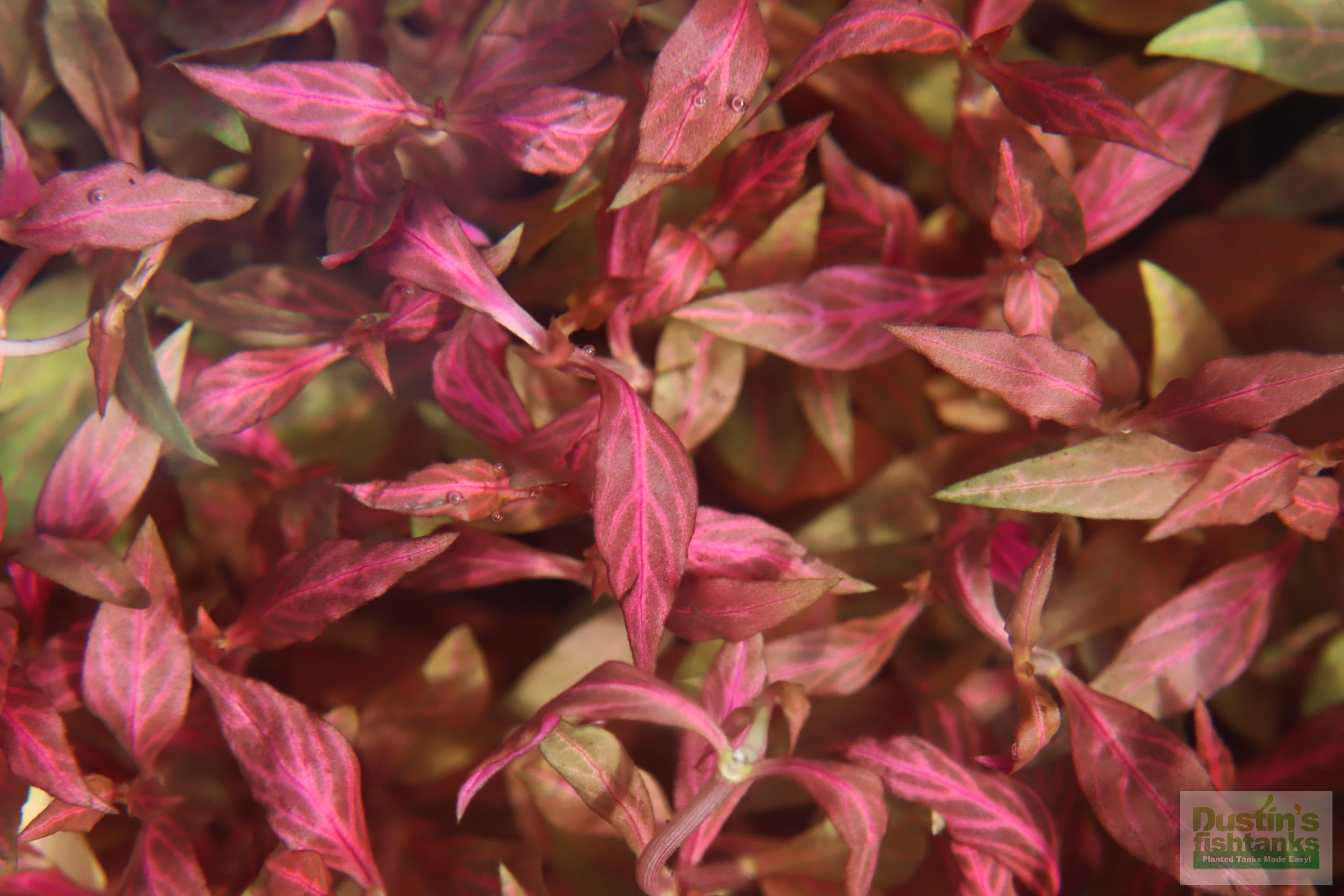 Alternanthera Reineckii "Variegated" (5-6 inches) (Our #1 selling Aquarium Plant)