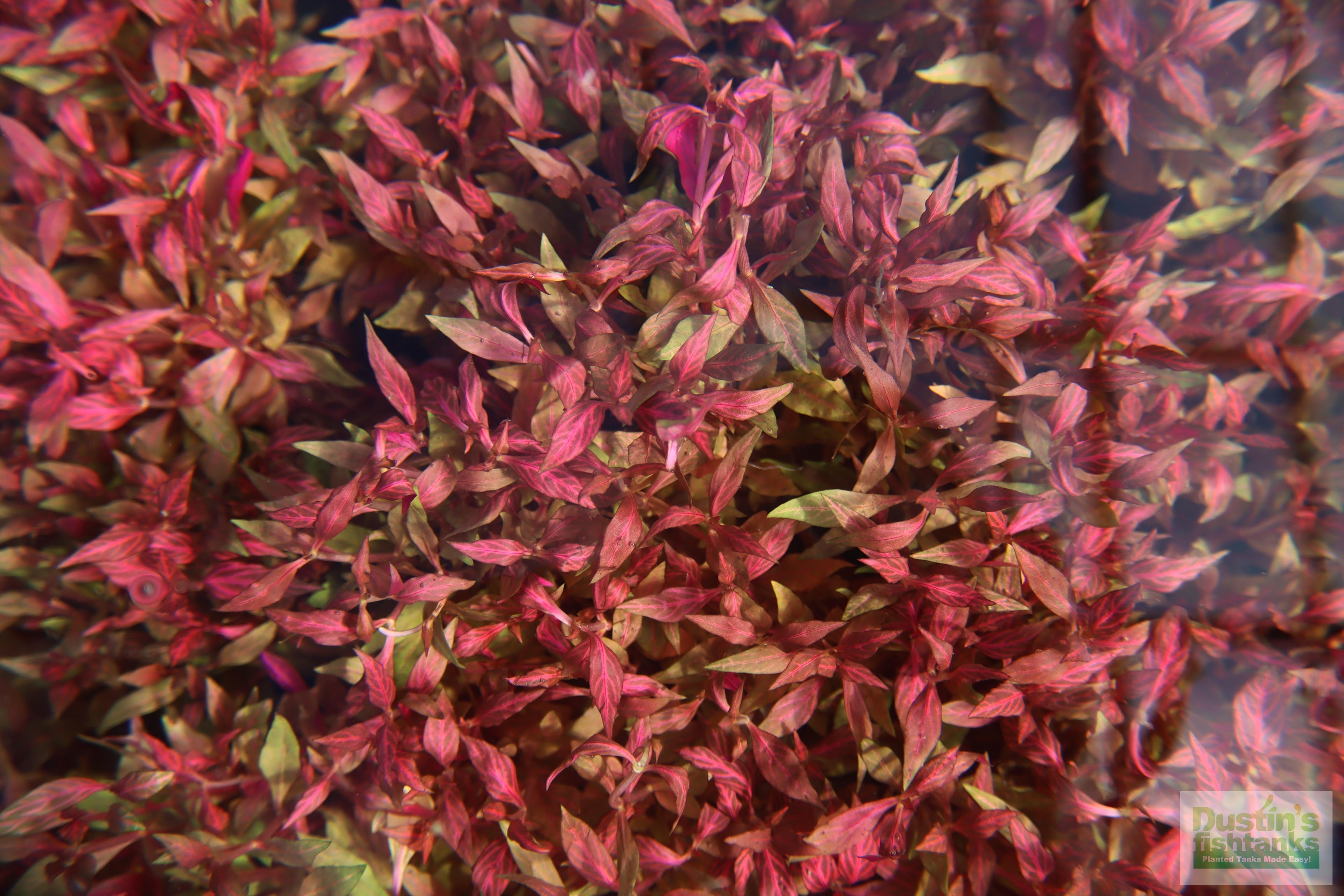 Alternanthera Reineckii "Variegated" (5-6 inches) (Our #1 selling Aquarium Plant)