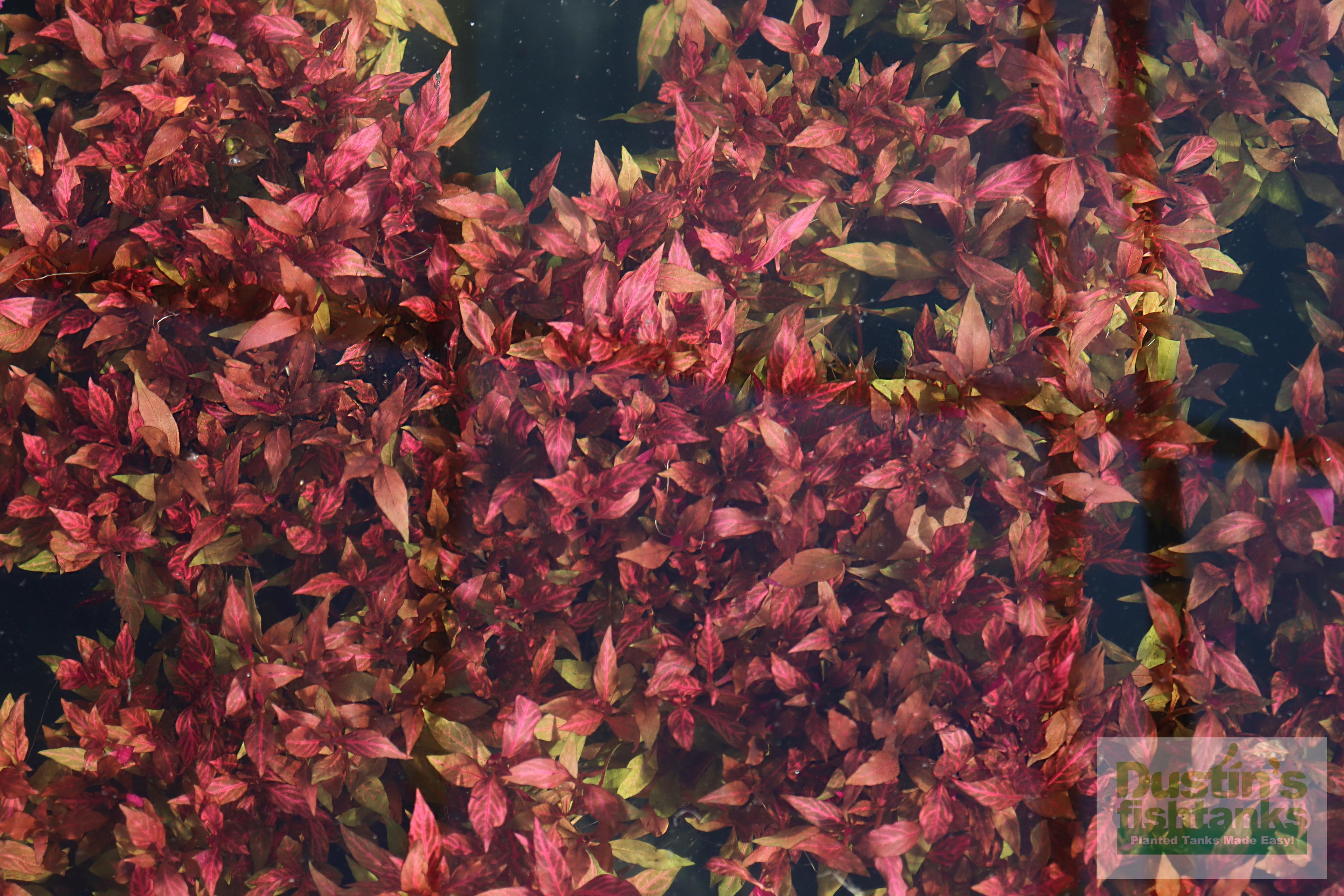 Alternanthera Reineckii "Variegated" (5-6 inches) (Our #1 selling Aquarium Plant)