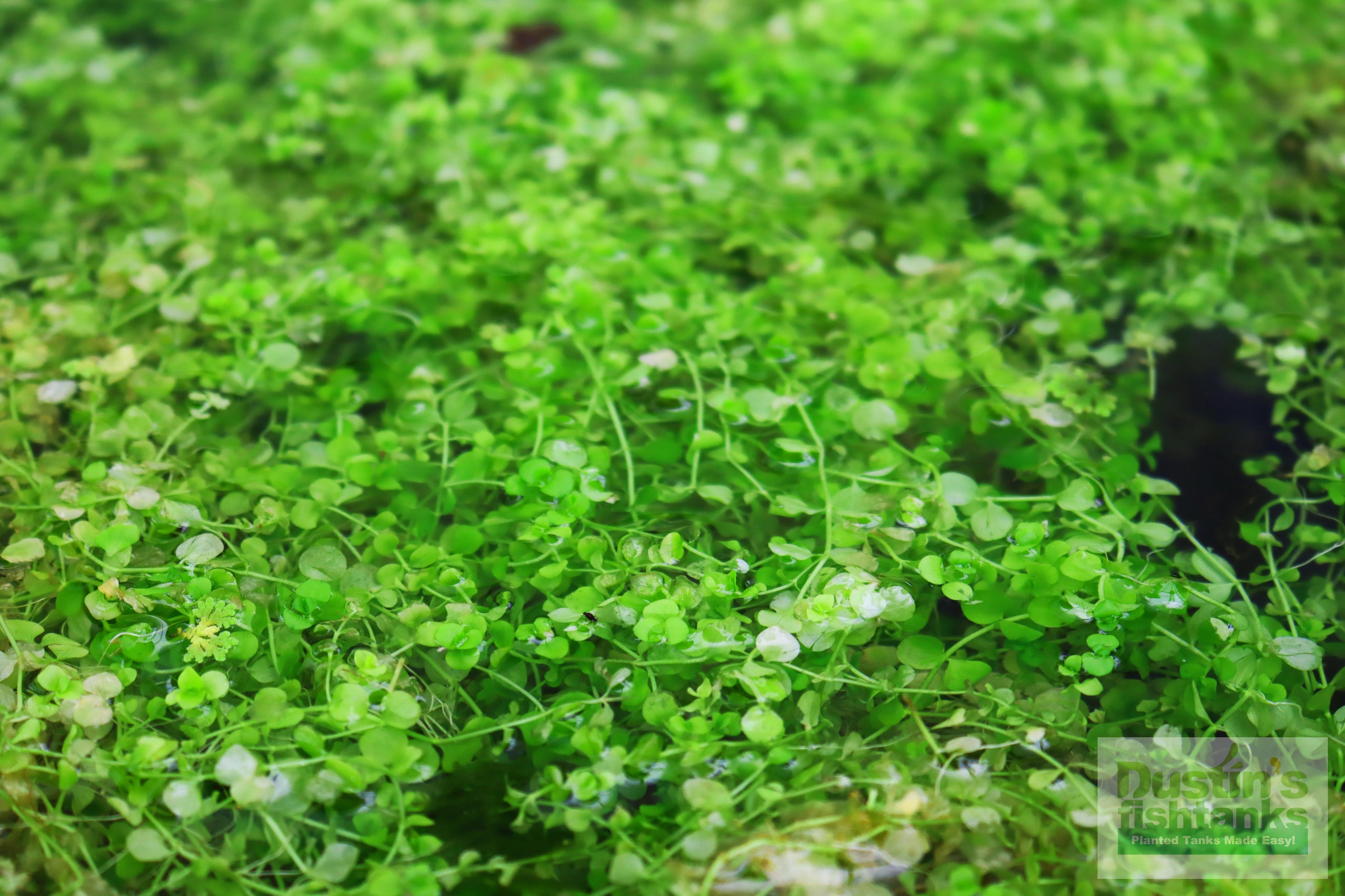 Baby Tears - Carpeting Foreground Plant (Micranthemum umbrosum)