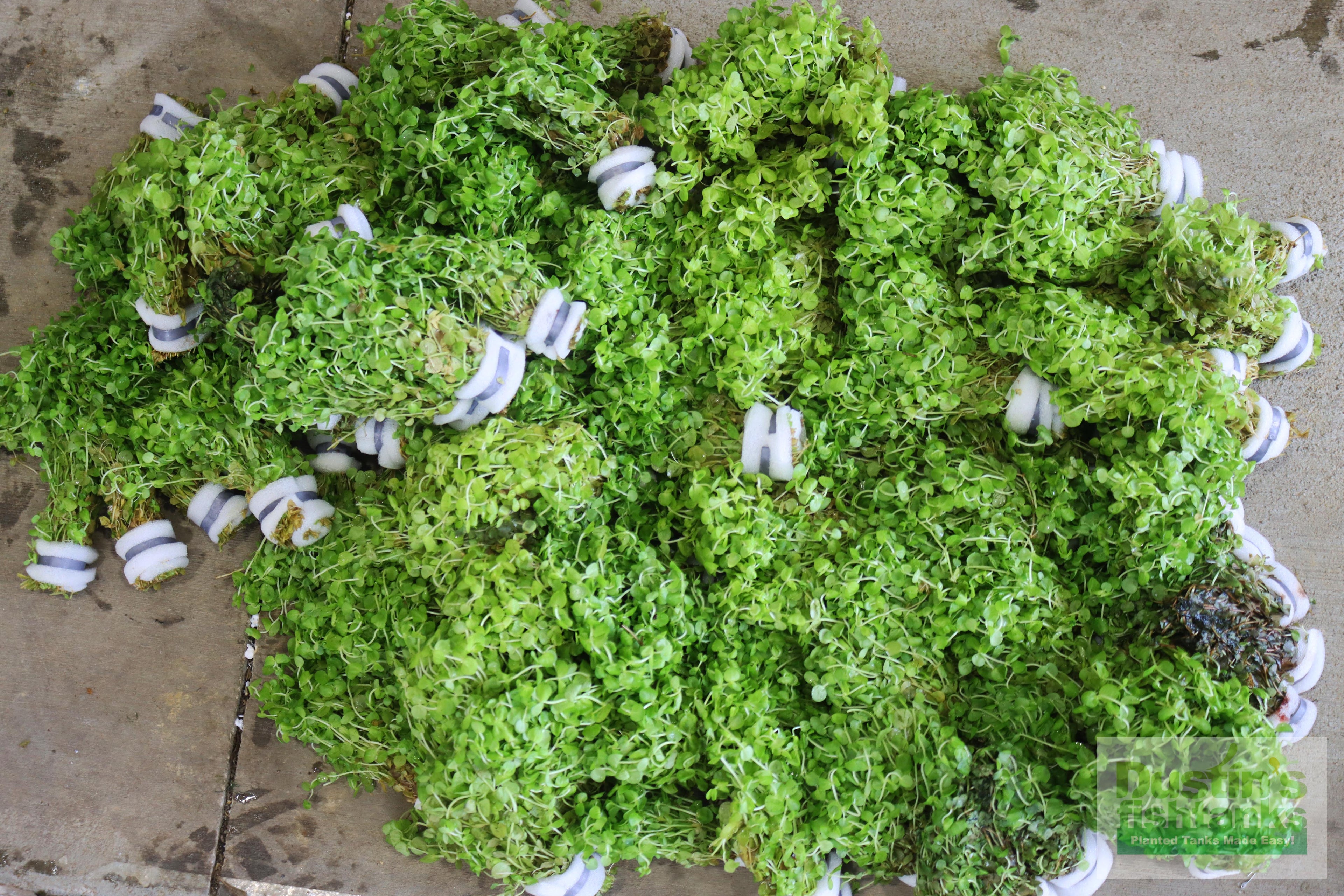 Baby Tears - Carpeting Foreground Plant (Micranthemum umbrosum)