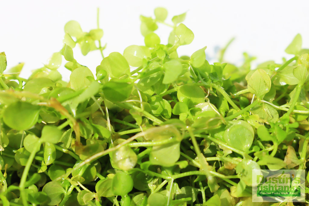 Baby Tears - Carpeting Foreground Plant (Micranthemum umbrosum)