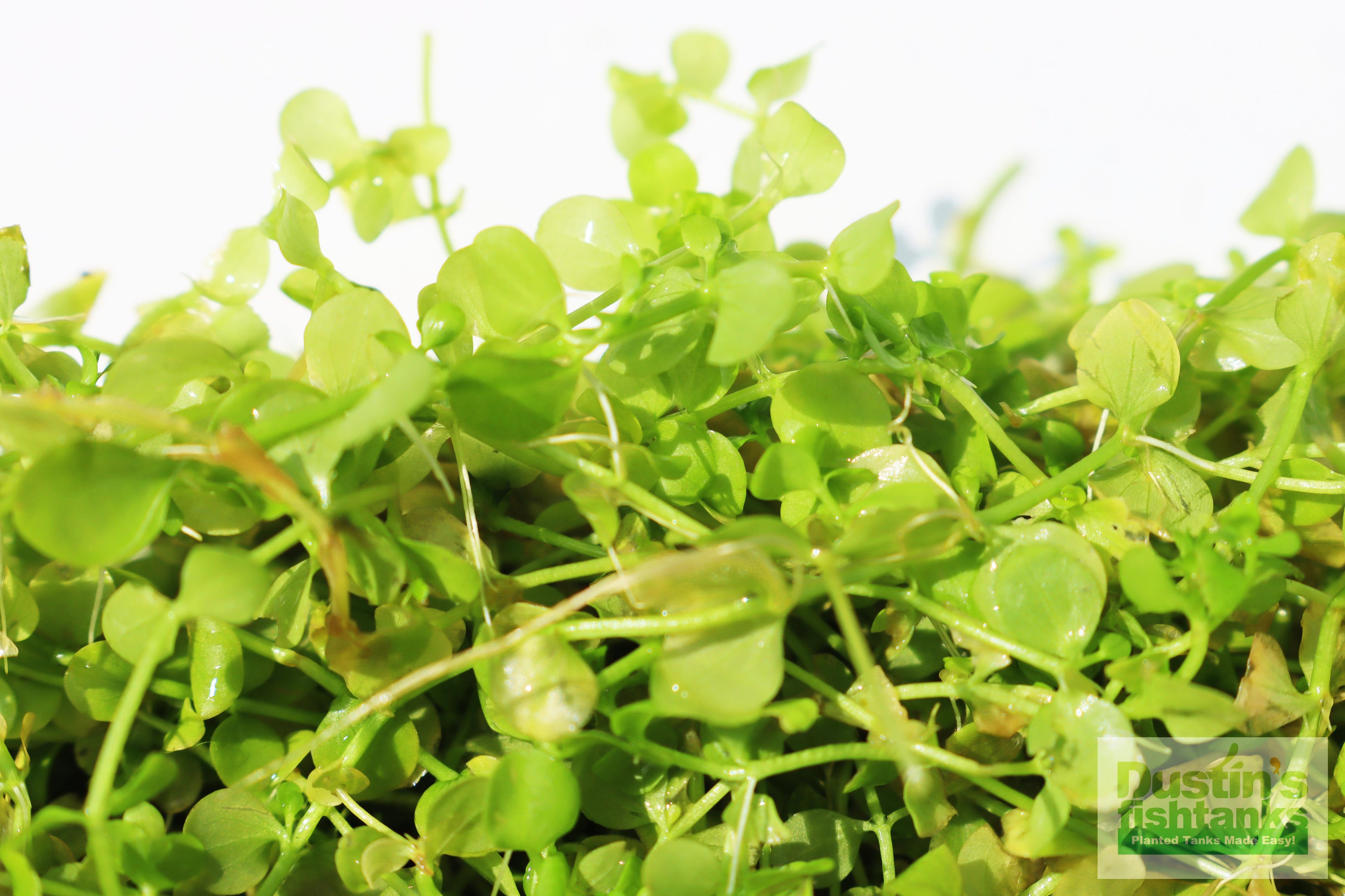Baby Tears - Carpeting Foreground Plant (Micranthemum umbrosum)