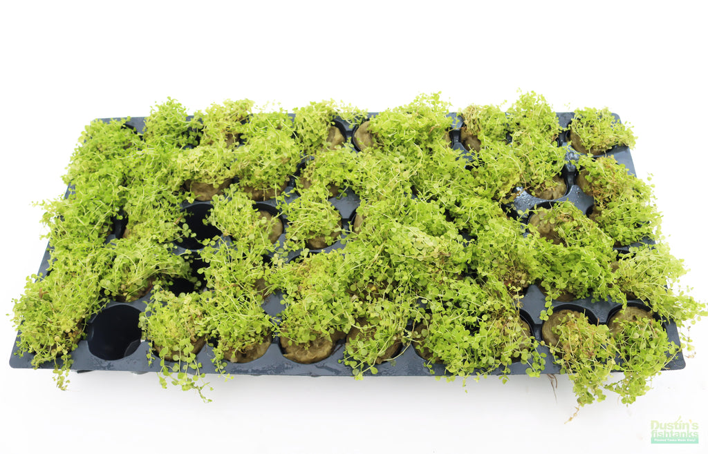 Baby Tears - Carpeting Foreground Plant (Micranthemum umbrosum)