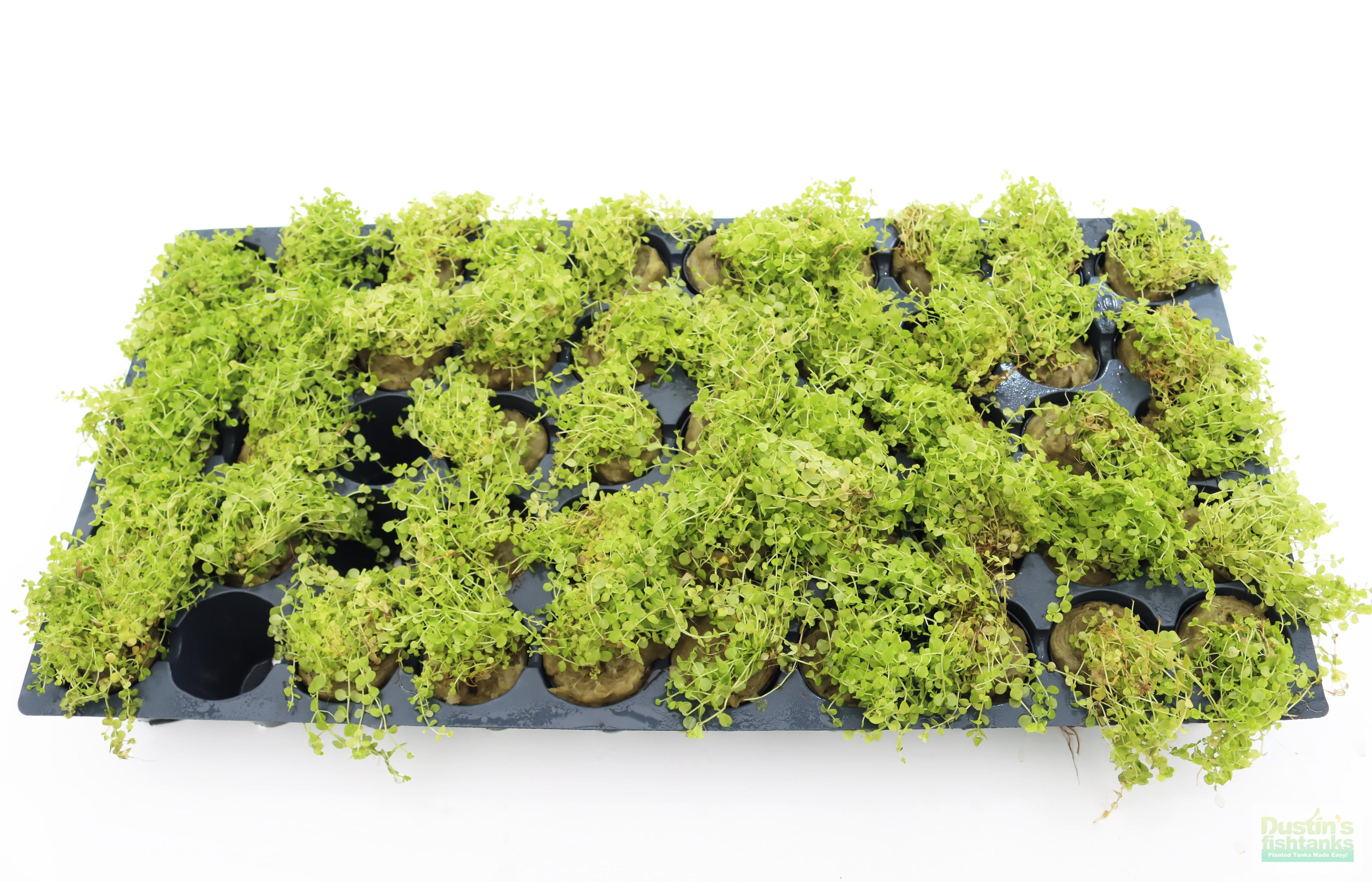 Baby Tears - Carpeting Foreground Plant (Micranthemum umbrosum)