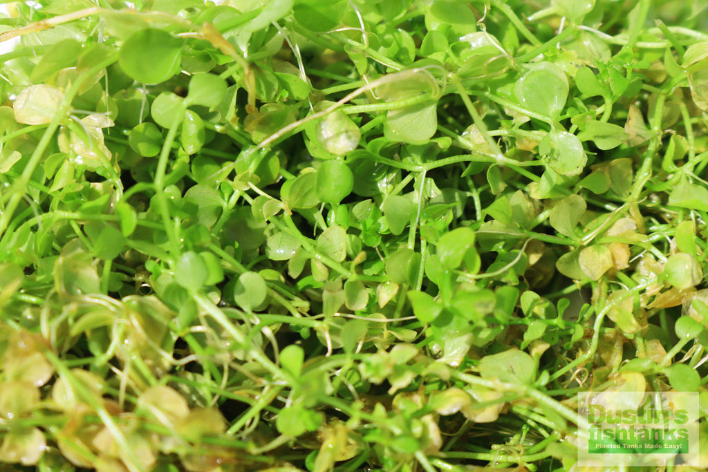 Baby Tears - Carpeting Foreground Plant (Micranthemum umbrosum)