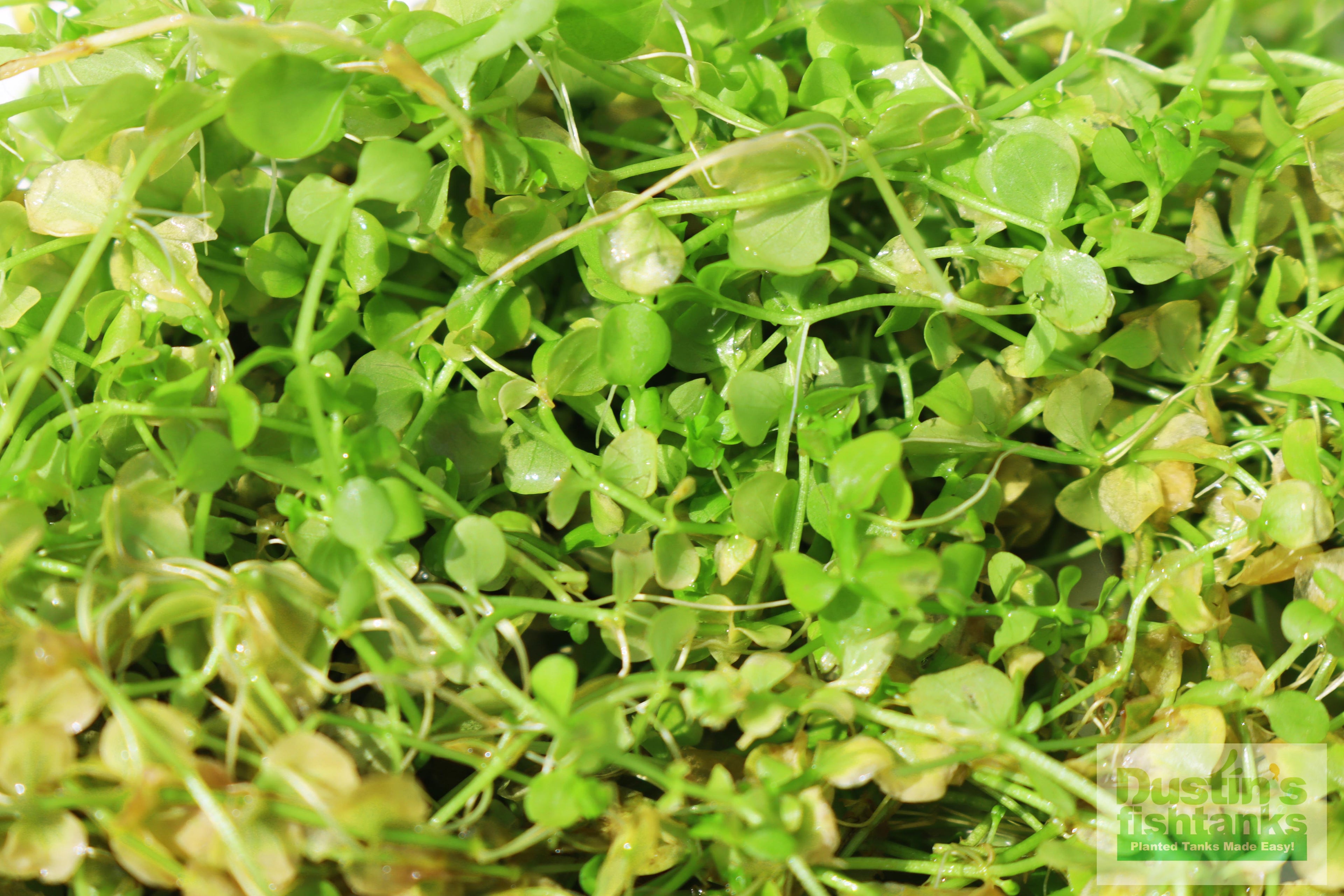 Baby Tears - Carpeting Foreground Plant (Micranthemum umbrosum)
