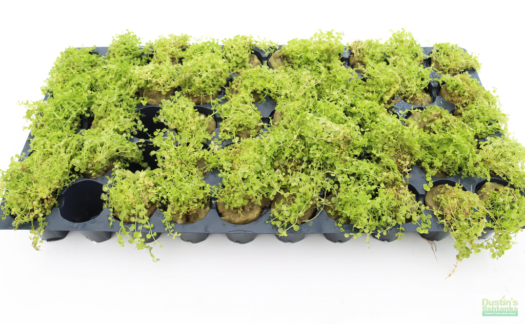 Baby Tears - Carpeting Foreground Plant (Micranthemum umbrosum)