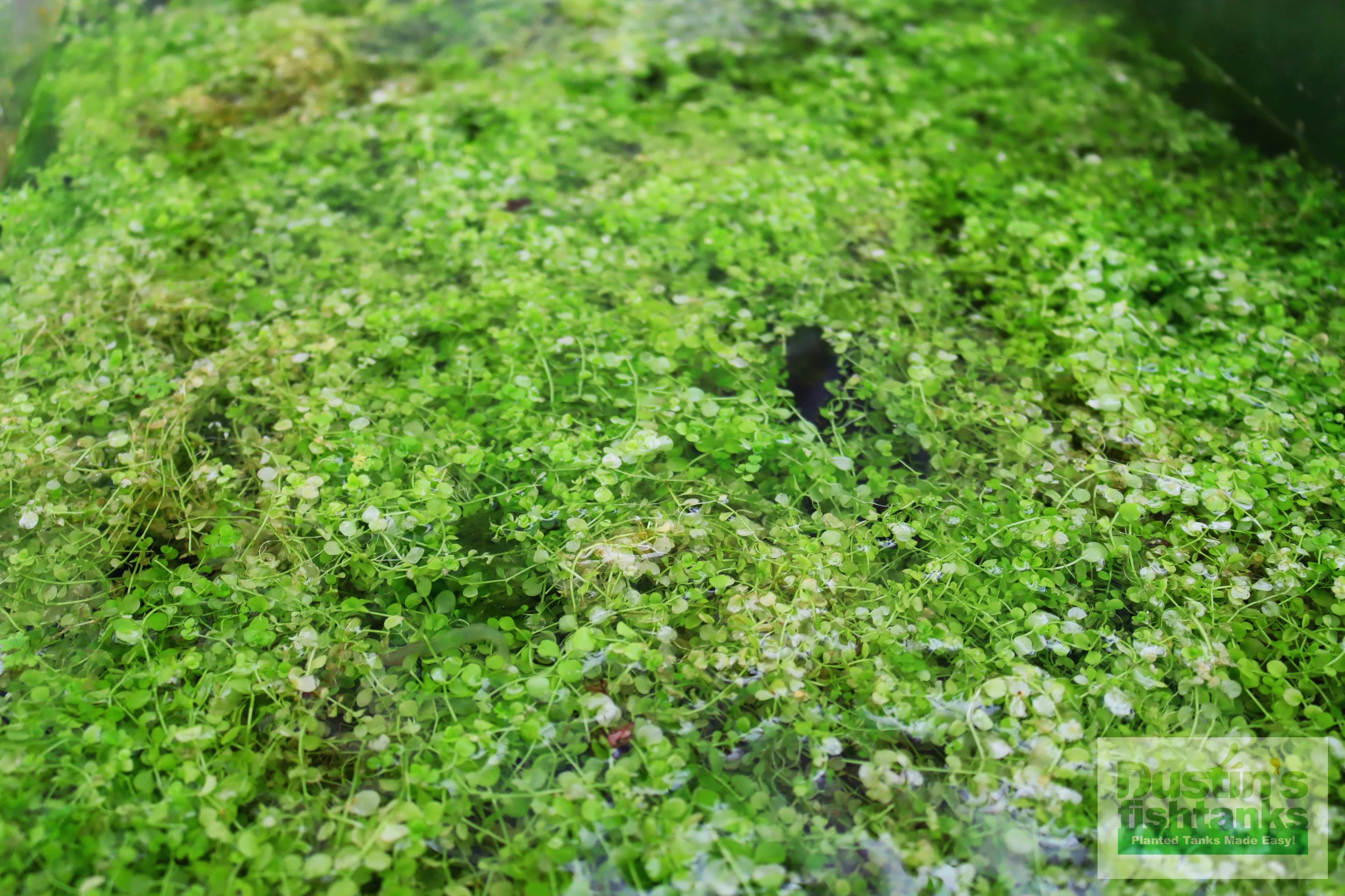 Baby Tears - Carpeting Foreground Plant (Micranthemum umbrosum)