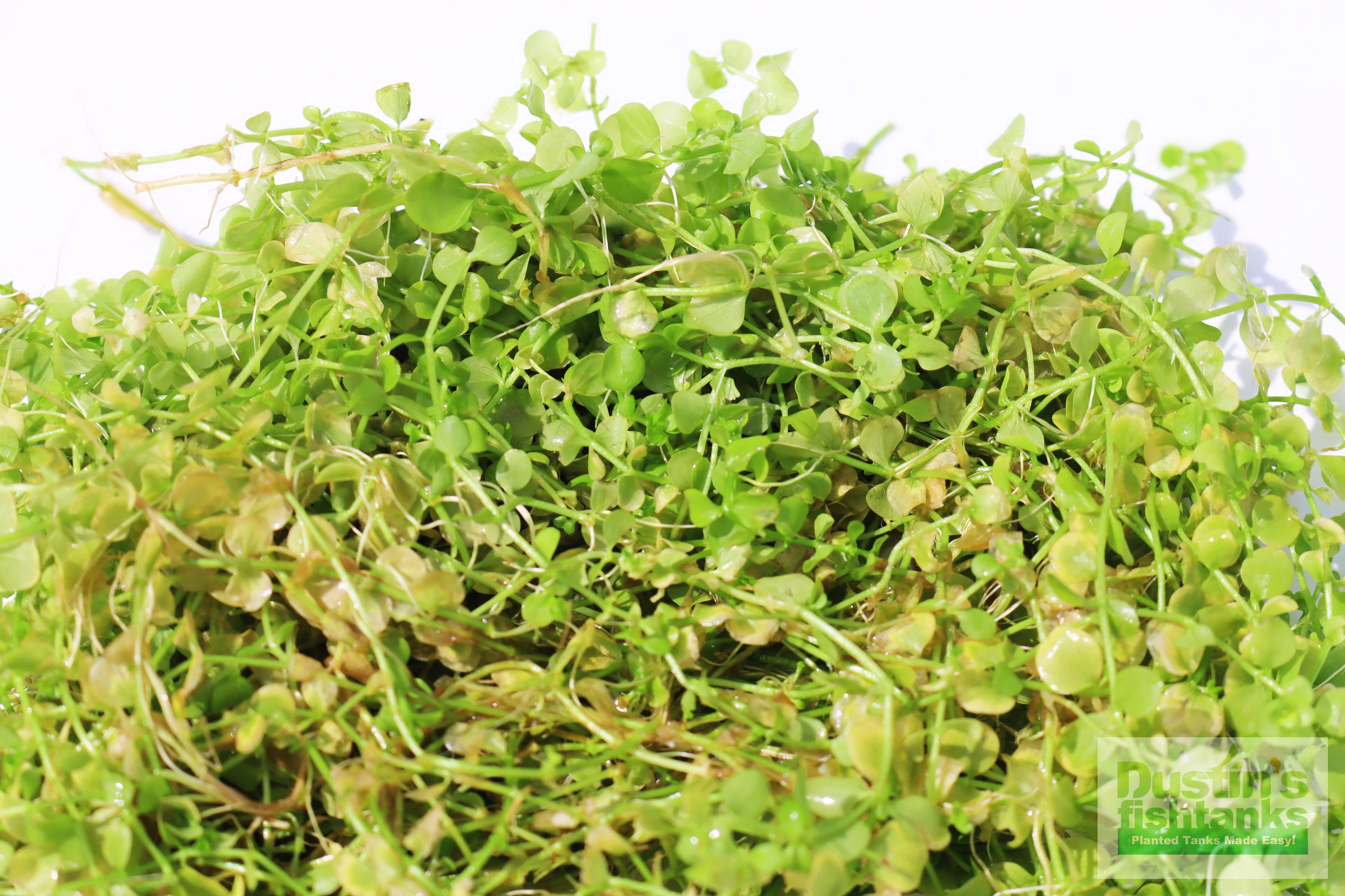 Baby Tears - Carpeting Foreground Plant (Micranthemum umbrosum)