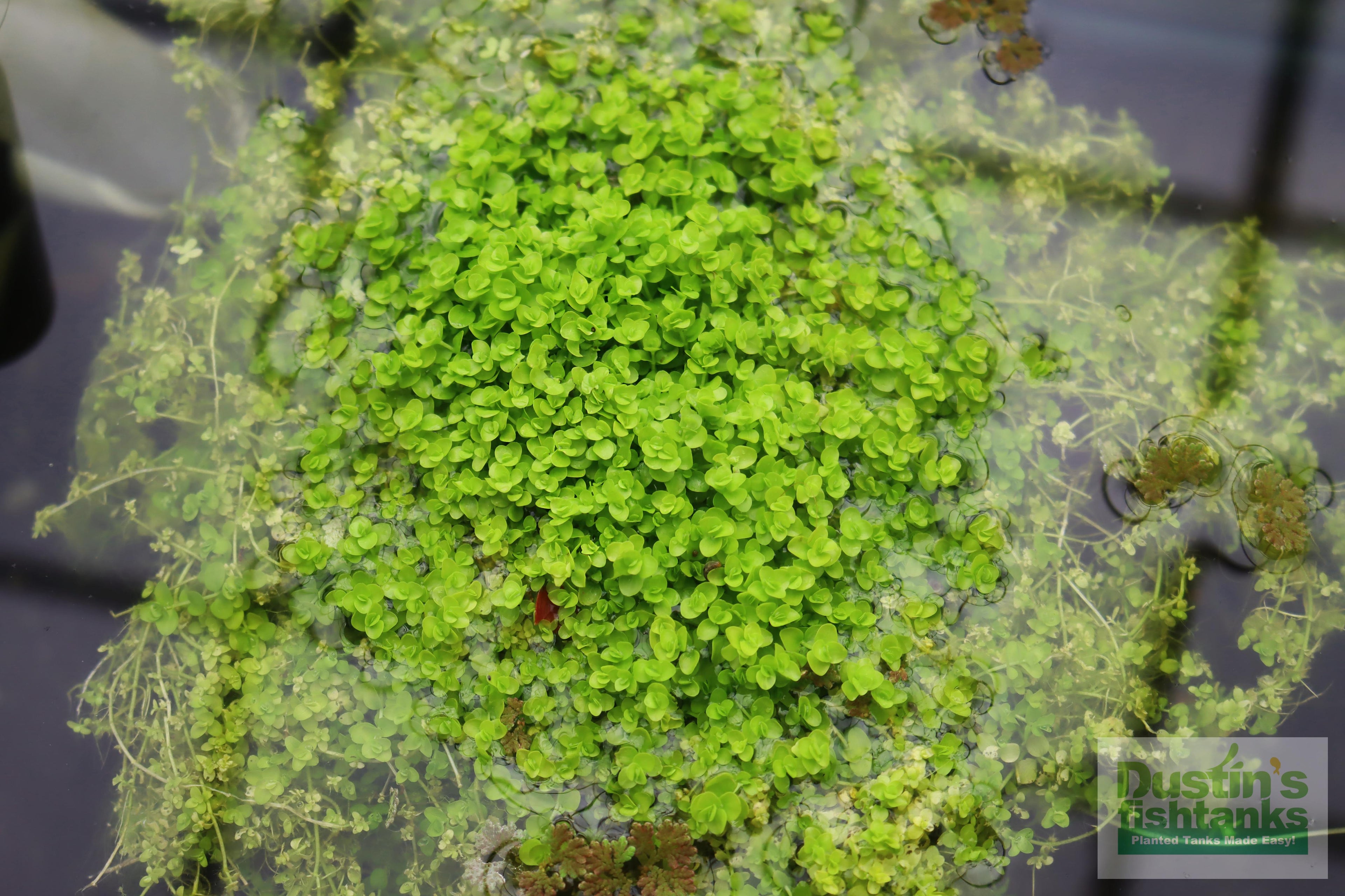 Baby Tears - Carpeting Foreground Plant (Micranthemum umbrosum)
