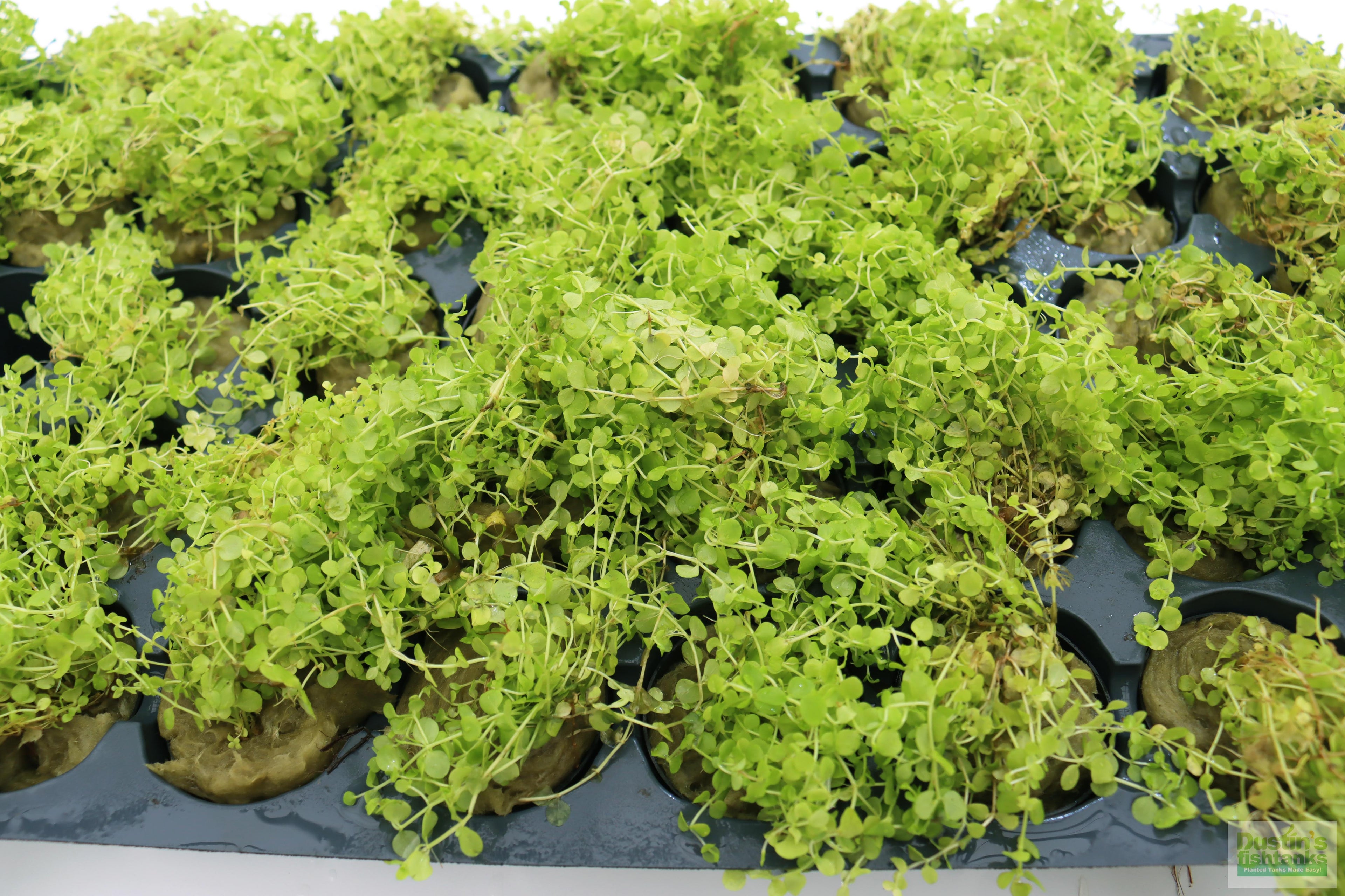 Baby Tears - Carpeting Foreground Plant (Micranthemum umbrosum)