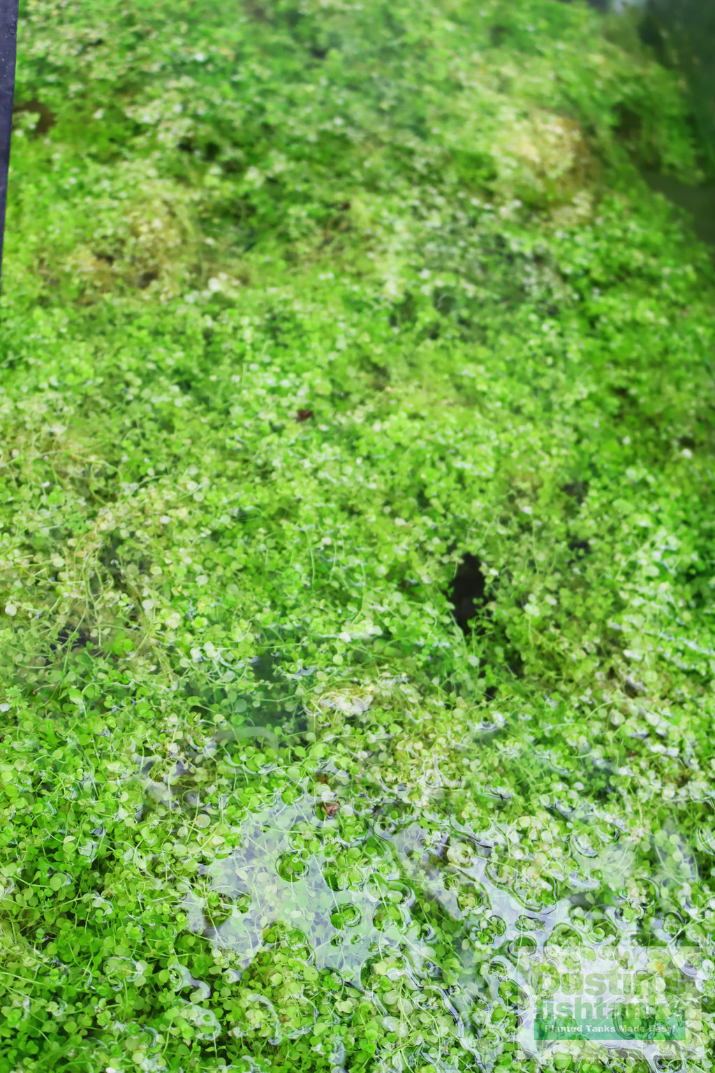 Baby Tears - Carpeting Foreground Plant (Micranthemum umbrosum)