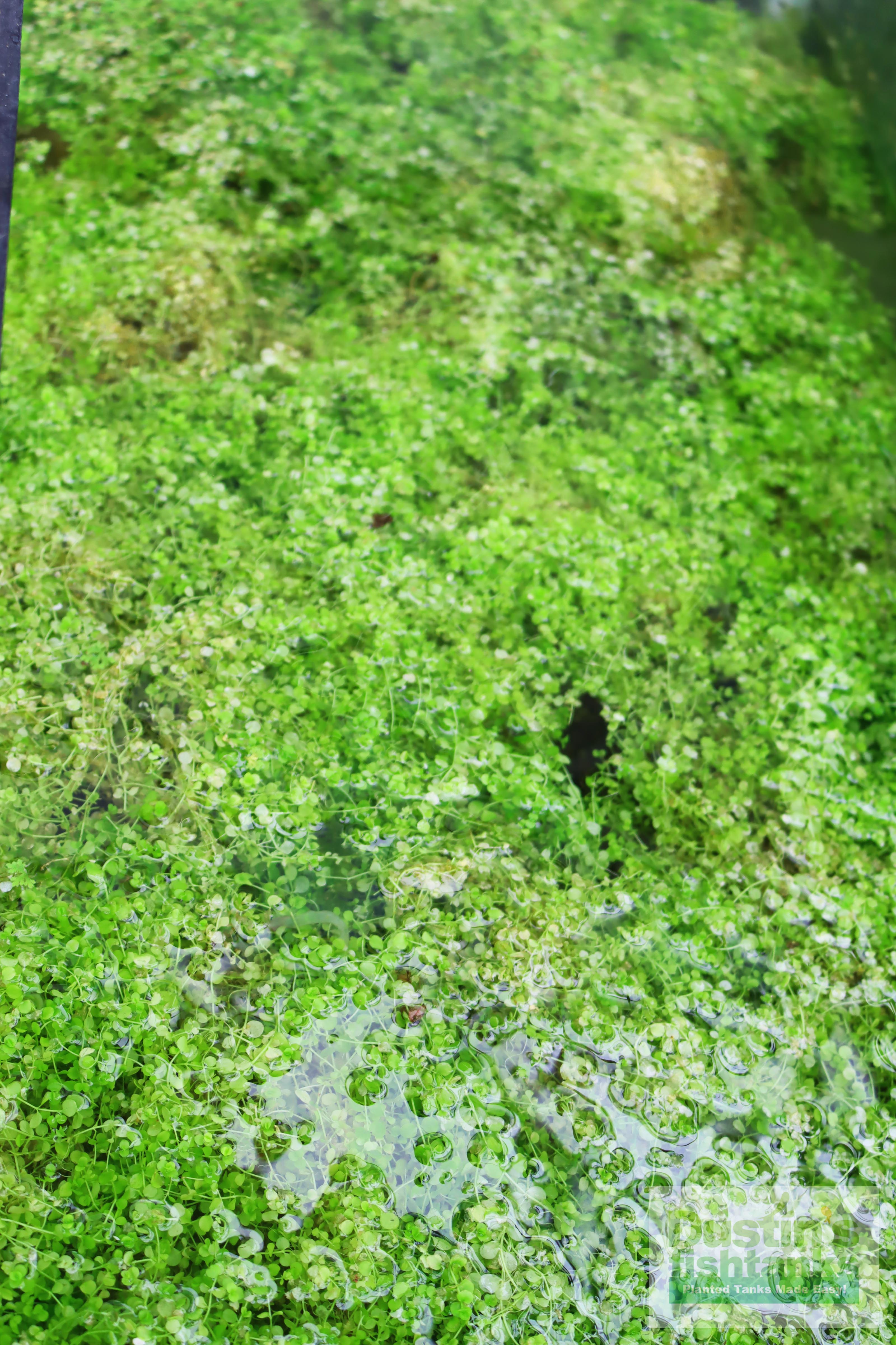 Baby Tears - Carpeting Foreground Plant (Micranthemum umbrosum)