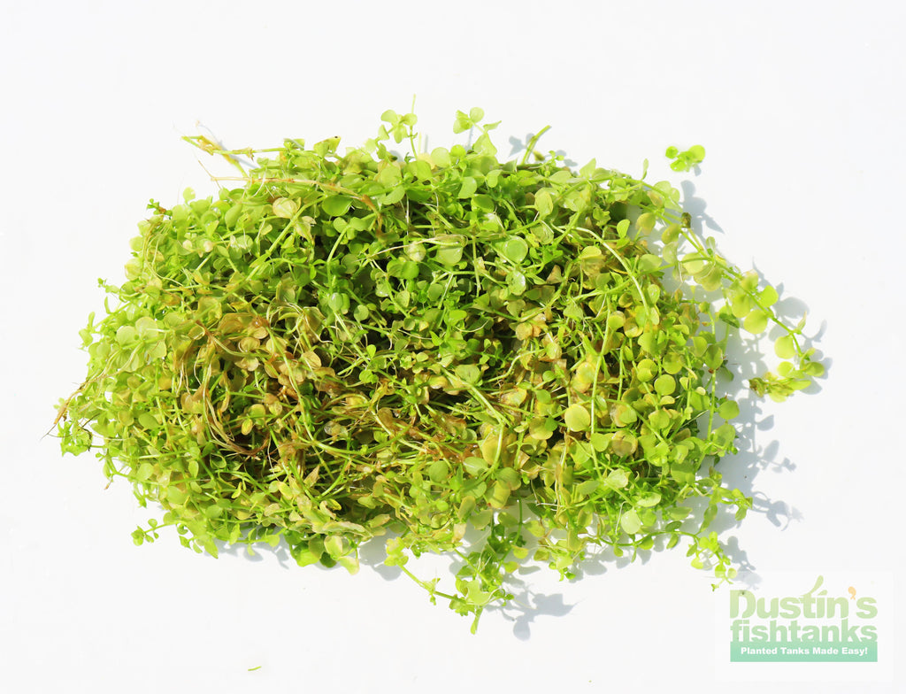 Baby Tears - Carpeting Foreground Plant (Micranthemum umbrosum)