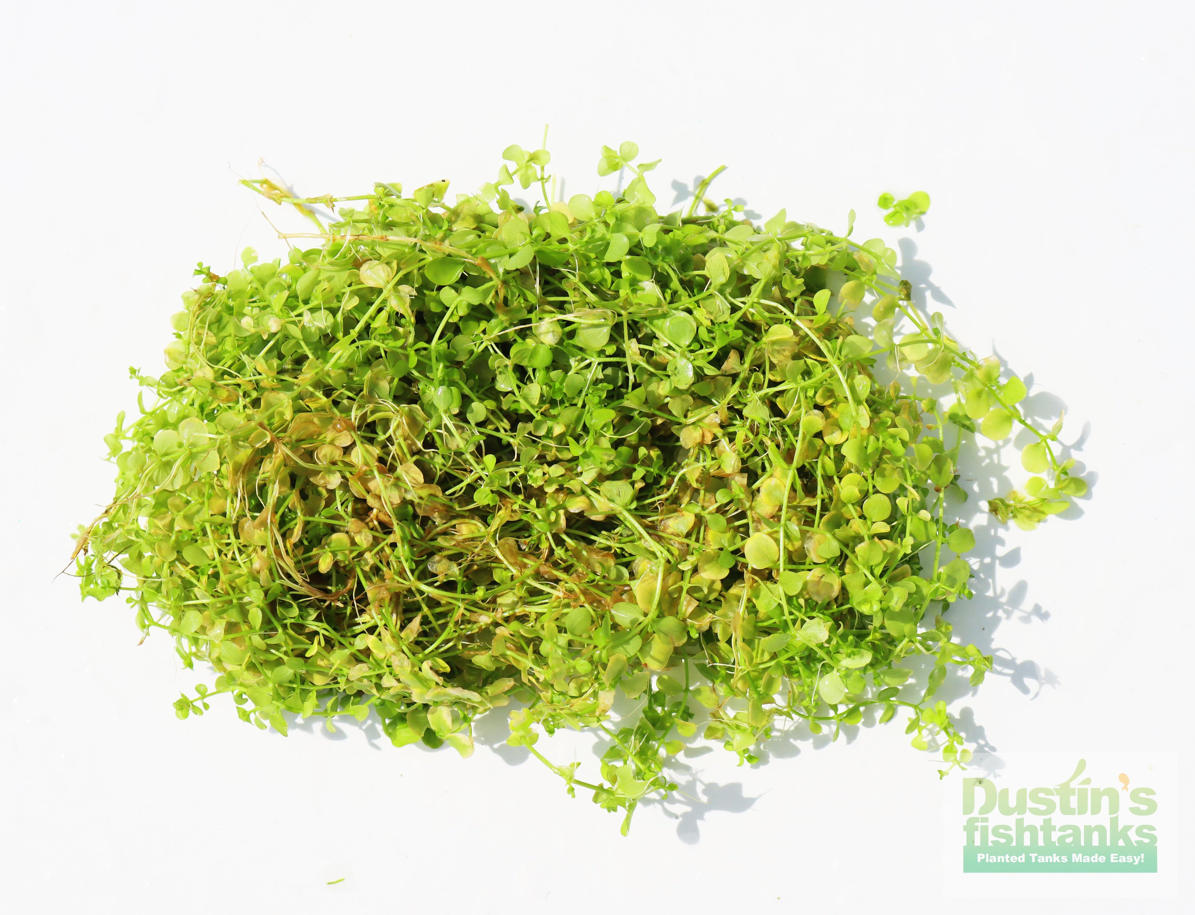 Baby Tears - Carpeting Foreground Plant (Micranthemum umbrosum)