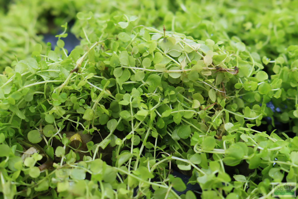 Baby Tears - Carpeting Foreground Plant (Micranthemum umbrosum)
