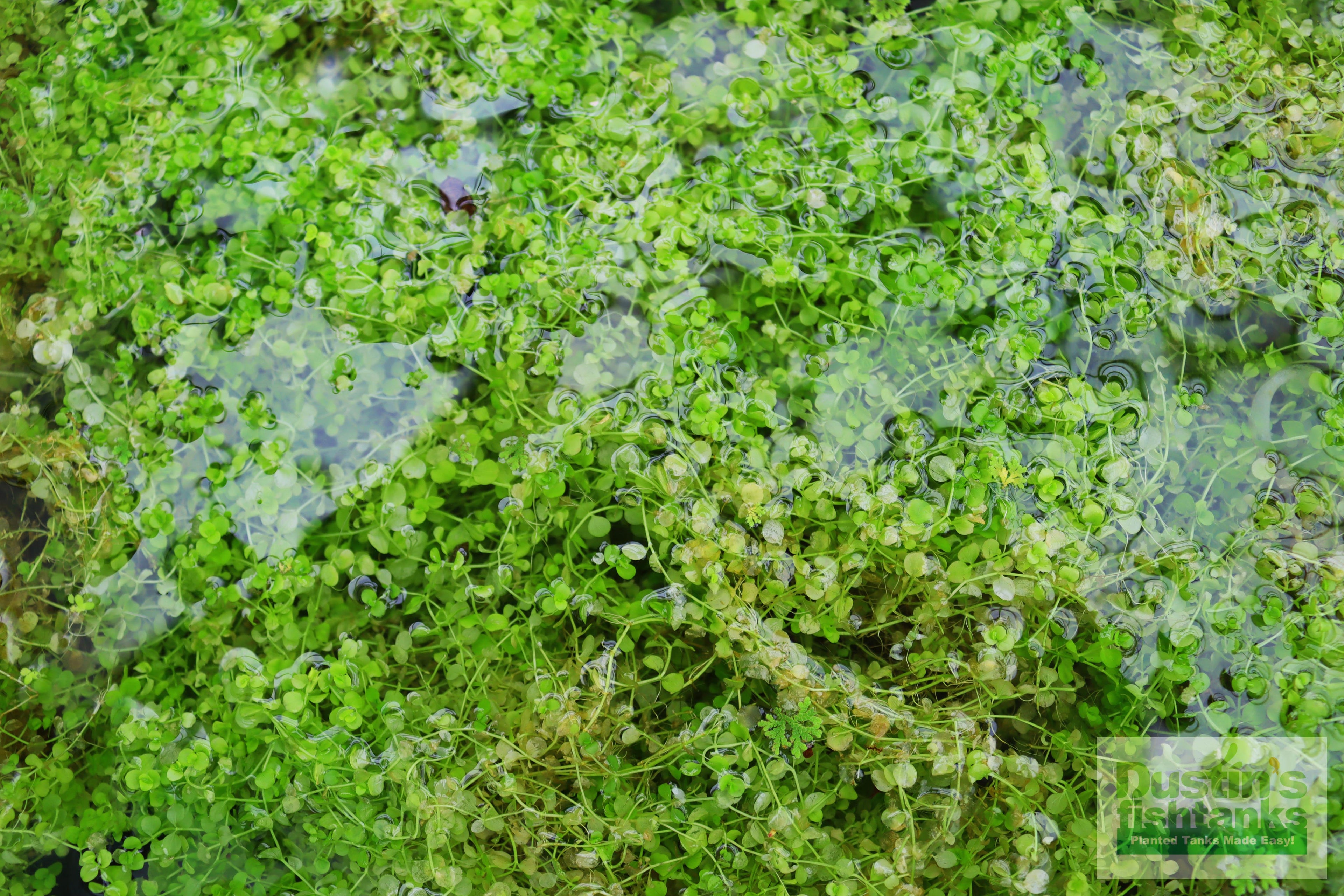 Baby Tears - Carpeting Foreground Plant (Micranthemum umbrosum)