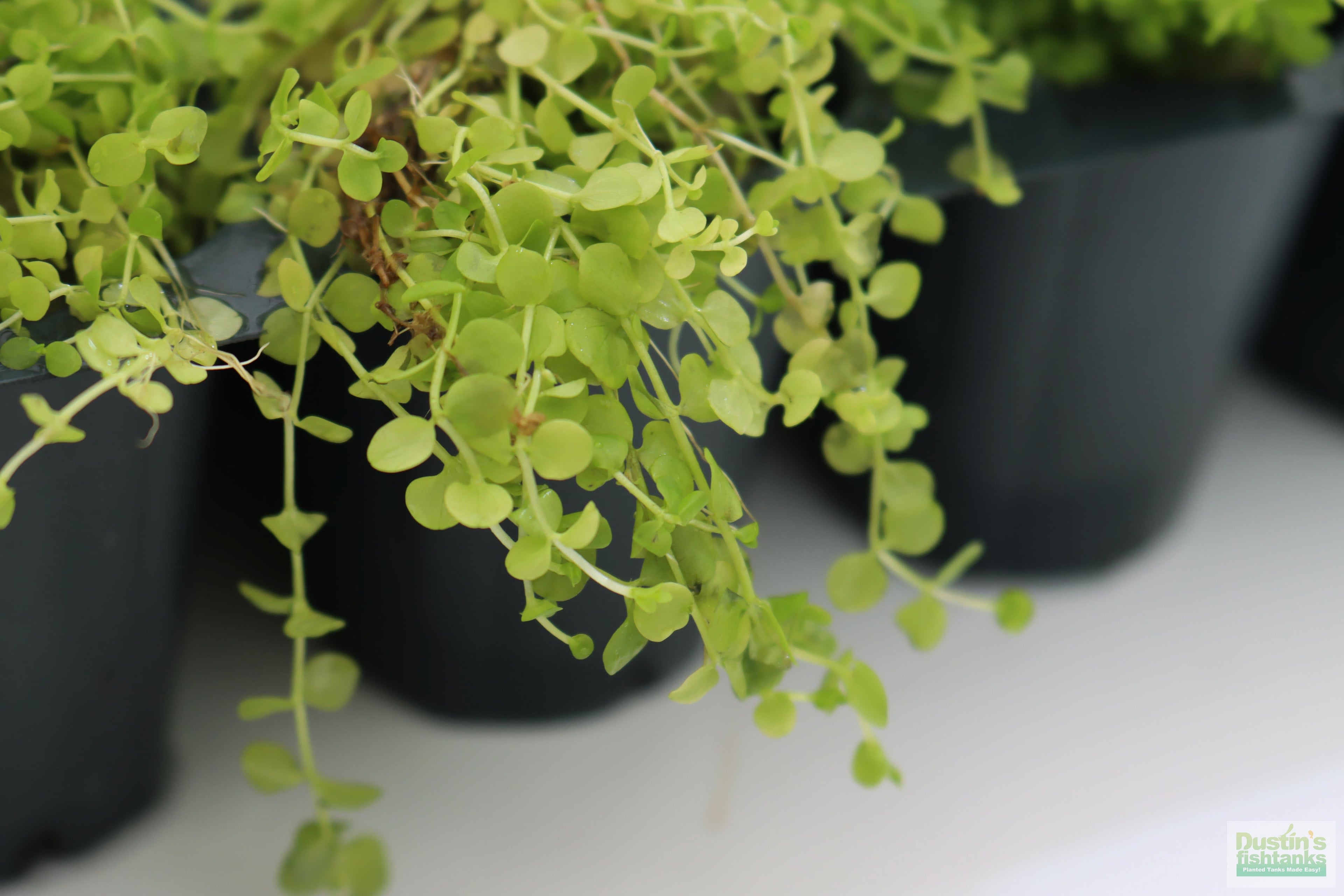 Baby Tears - Carpeting Foreground Plant (Micranthemum umbrosum)