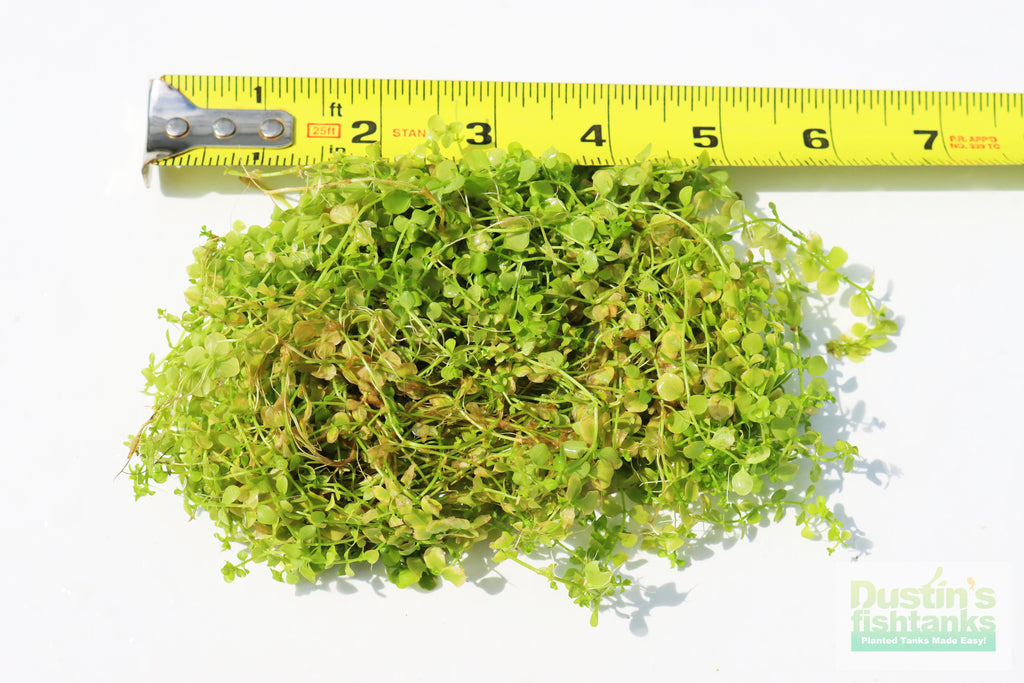 Baby Tears - Carpeting Foreground Plant (Micranthemum umbrosum)