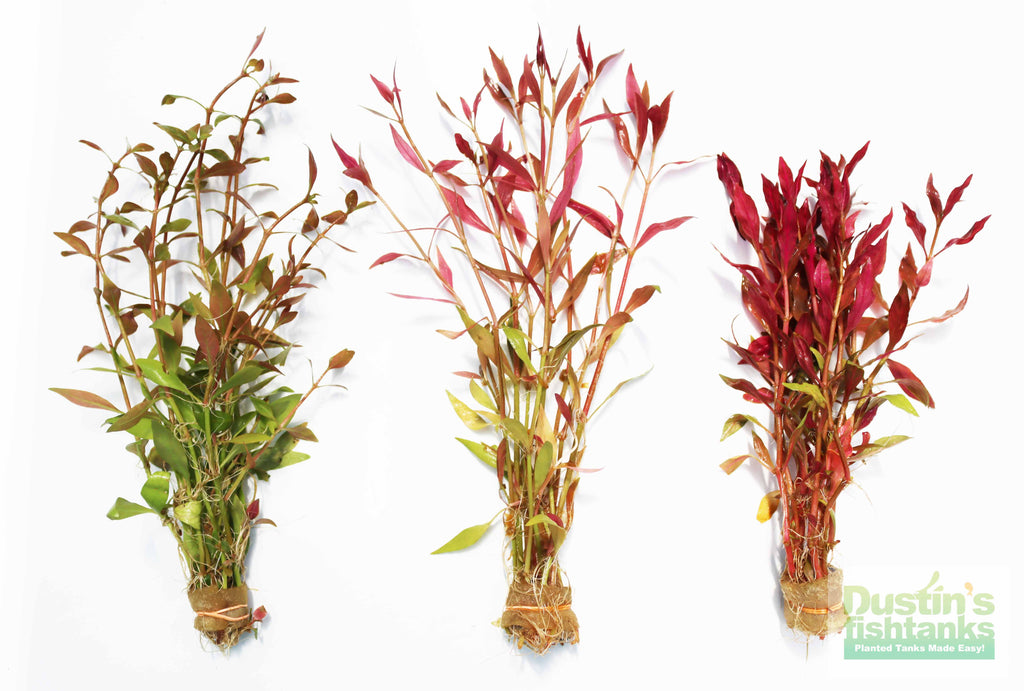 Alternanthera Reineckii "Variegated" (5-6 inches) (Our #1 selling Aquarium Plant)