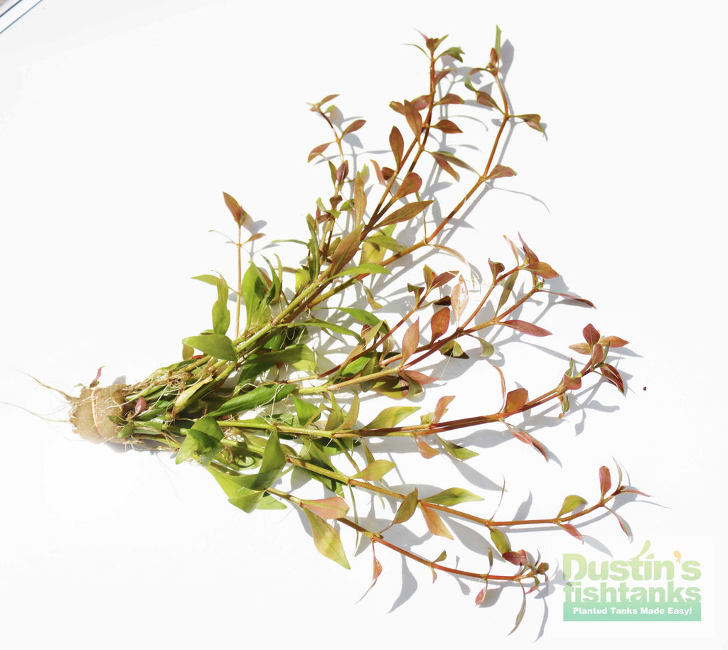 Alternanthera Reineckii "Green"