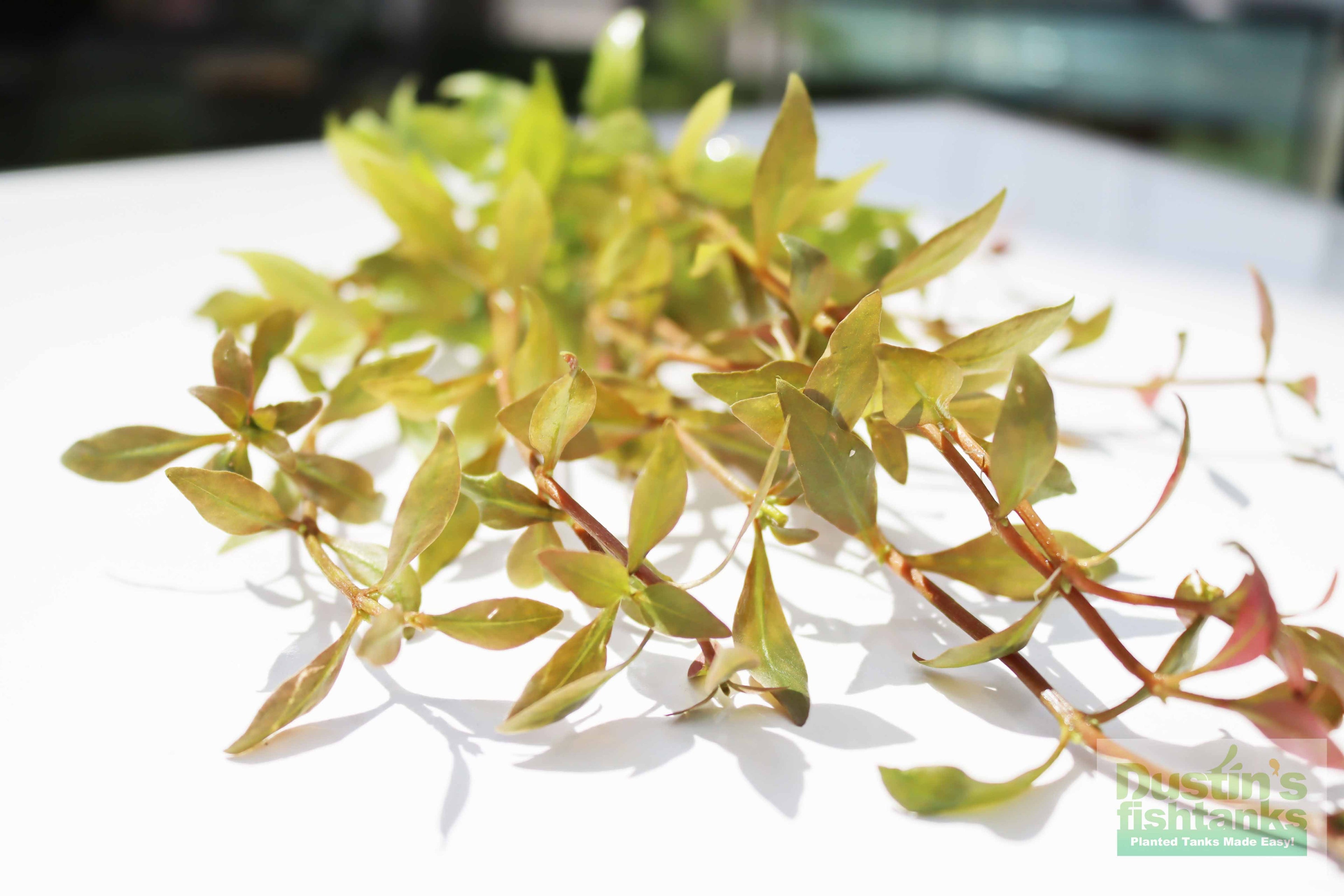 Alternanthera Reineckii "Green"