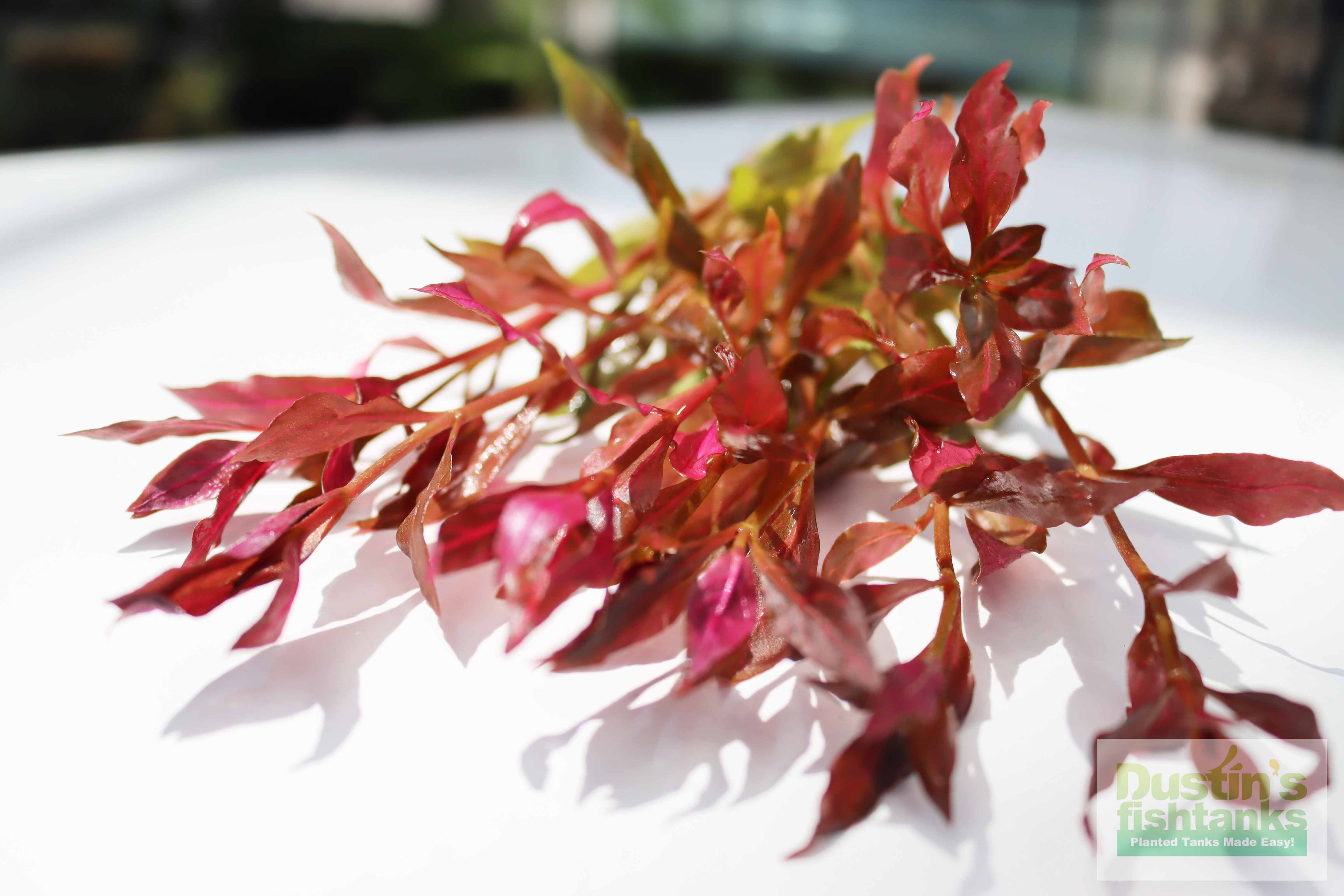 Alternanthera Reineckii "Variegated" (5-6 inches) (Our #1 selling Aquarium Plant)